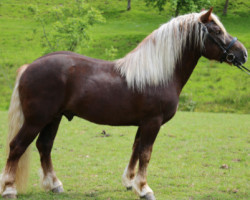 stallion Wildenstein (Black Forest Horse, 2016, from Wildschütz)