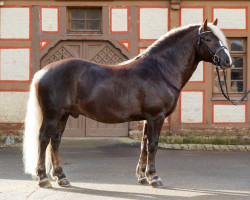 stallion Rodewald (Black Forest Horse, 2017, from Ramstein)