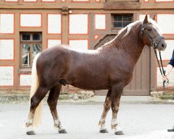 Deckhengst Markgraf (Schwarzwälder Kaltblut, 2018, von Markus)