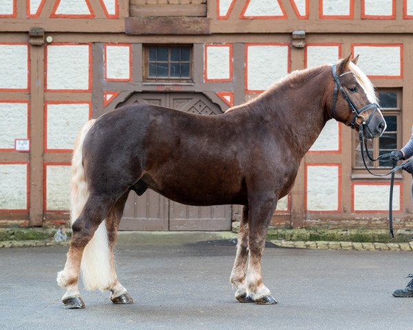 stallion Ventor (Black Forest Horse, 2017, from Vento)