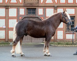 Deckhengst Ventor (Schwarzwälder Kaltblut, 2017, von Vento)