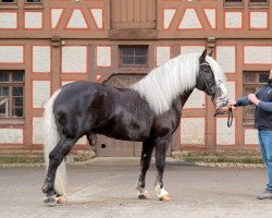 stallion Von Baden (Black Forest Horse, 2017, from Vulkan)