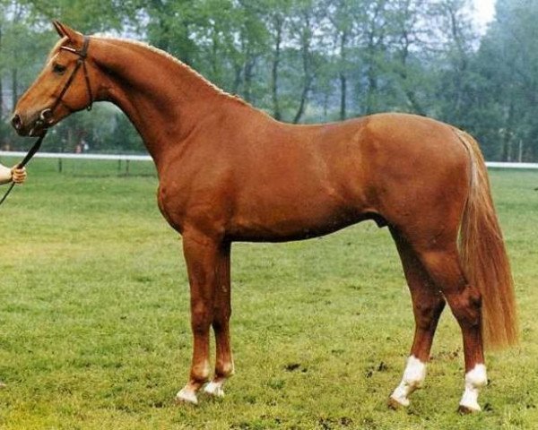 stallion Aram (Dutch Warmblood, 1982, from Nimmerdor)