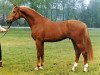 stallion Aram (Dutch Warmblood, 1982, from Nimmerdor)