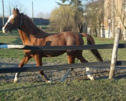 broodmare Irkeness (KWPN (Royal Dutch Sporthorse), 1990, from Aram)