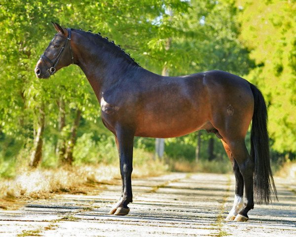 stallion Lido (Westphalian, 2002, from Lancer II)