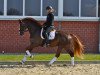 dressage horse Sir Heinrich M (Westphalian, 2008, from Sir Donnerhall I)