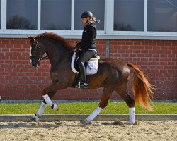 dressage horse Sir Heinrich M (Westphalian, 2008, from Sir Donnerhall I)