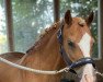 dressage horse Priestwood Sonnet (Welsh-Pony (Section B), 2009, from Moelview Rioja)