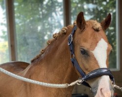 Dressurpferd Priestwood Sonnet (Welsh Pony (Sek.B), 2009, von Moelview Rioja)