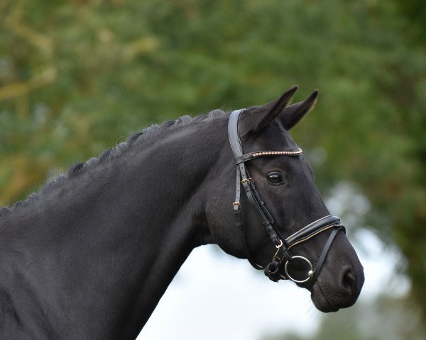 dressage horse Moonshine (German Sport Horse, 2016, from E.H. Millennium)