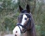 dressage horse Dream Big 3 (German Riding Pony, 2017, from Diamond Touch NRW)