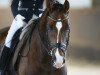 dressage horse Skandal 4 (Oldenburg, 2005, from Sir Donnerhall I)