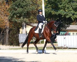 dressage horse Rhode Island (German Sport Horse, 2011, from Ramazotti de Grande)