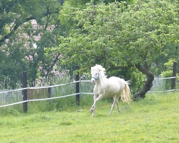 Zuchtstute Oldebert's Wendy (Welsh Pony (Sek.B),  , von Wheemhoeve's Robbin)