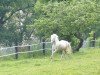 Zuchtstute Oldebert's Wendy (Welsh Pony (Sek.B),  , von Wheemhoeve's Robbin)