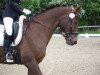 dressage horse Bonito 313 (German Riding Pony, 1998, from Boomerang)