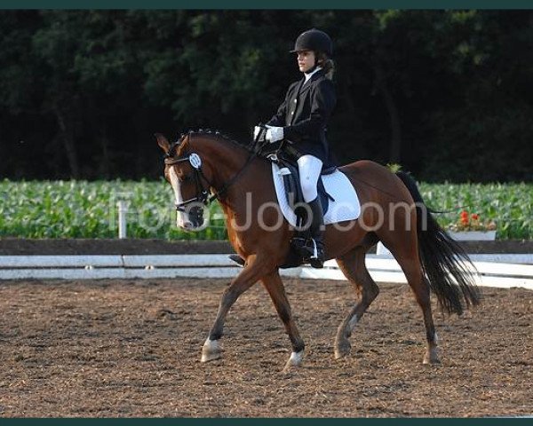 dressage horse Bravo Luigi (German Riding Pony, 2004, from Brillant)