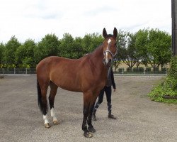 dressage horse Location (Rhinelander, 2001, from Loutino)