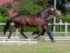 dressage horse Feereen (Westphalian, 2010, from Flanagan)