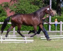 dressage horse Feereen (Westphalian, 2010, from Flanagan)