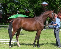 horse Balina (Westfale, 2010, from Black Jack 175)