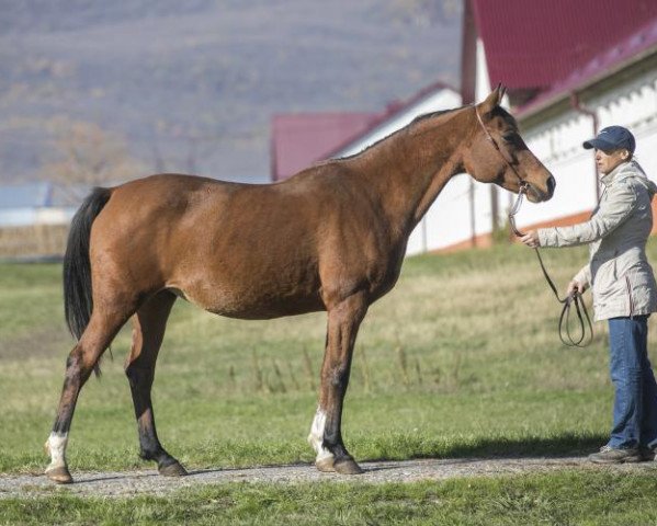 broodmare Trepetnaia (Arabian thoroughbred, 2004, from Parusnik 1987 ox)