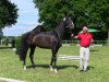 broodmare Firefly (Westphalian, 2010, from Fürst Grandios)