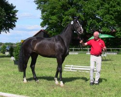 broodmare Firefly (Westphalian, 2010, from Fürst Grandios)