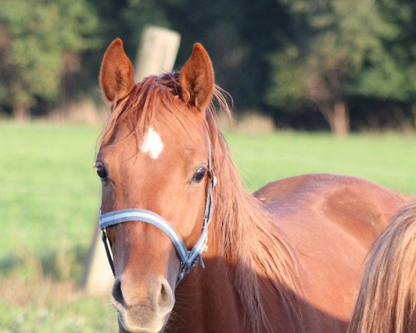 horse Alpha Drakonis (Arabian thoroughbred, 2019, from Drager 2002 ox)