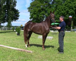 broodmare Stute von Florestan I (Westphalian, 2009, from Florestan I)