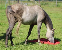 Pferd Norija Gloriana (Vollblutaraber, 2017, von Gusliar)