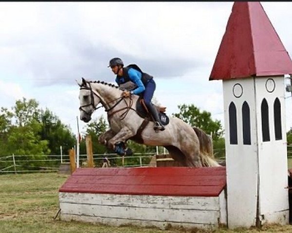 horse Fort des Cresnays (Selle Français, 2015, from Nartago)