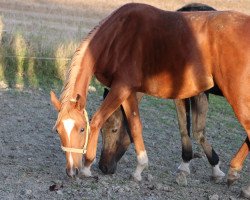 horse Aurea Trilliona (Arabian thoroughbred, 2019, from Coyote Ugly Tersk)