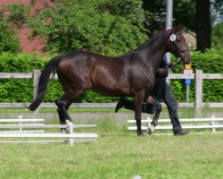 horse Close to Grace (Westfale, 2009, from Contendro I)