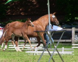 dressage horse Hengst von Fleury (Westphalian, 2013, from Fleury)