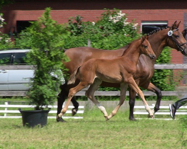 stallion Donizetti 45 (Westphalian, 2013, from Destano)