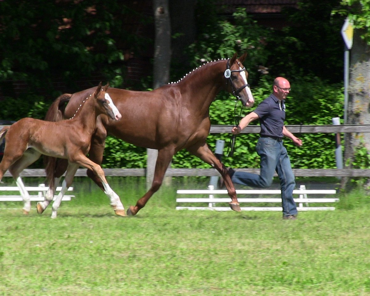 dressage horse Dalissimo (Westphalian, 2013, from Dankeschön)