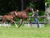 dressage horse Dalissimo (Westphalian, 2013, from Dankeschön)