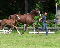 dressage horse Dalissimo (Westphalian, 2013, from Dankeschön)