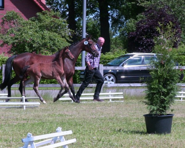 dressage horse Belle Toni (Westphalian, 2013, from Belarus)