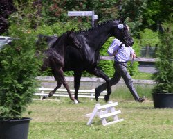 dressage horse Black Beauty Bella (Westphalian, 2013, from Bretton Woods)