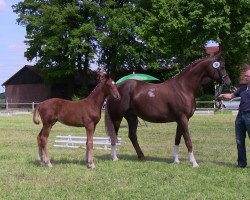 dressage horse Snickers 65 (Westphalian, 2013, from Sunday)