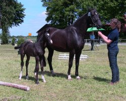 Dressurpferd Stute von Susu's Boy (Westfale, 2013, von Susu's Boy)