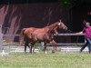 dressage horse Firabella 3 (Westphalian, 2013, from First Selection)