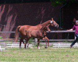 dressage horse Firabella 3 (Westphalian, 2013, from First Selection)