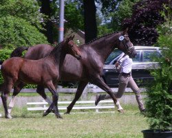 Springpferd Romy 276 (Westfale, 2013, von Rock Forever NRW)