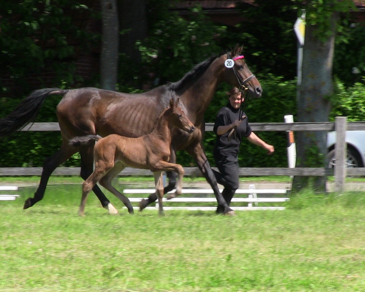 jumper Cobra Cobretti (Westphalian, 2013, from Captain Jack 44)