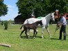 Springpferd Captain Grey 4 (Westfale, 2013, von Captain Jack 44)