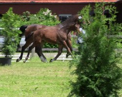 broodmare Queen (Westphalian, 2013, from Quintender 2)